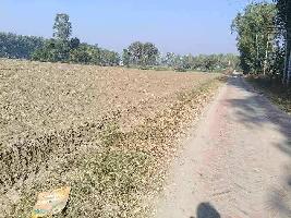  Agricultural Land for Sale in Sunam, Sangrur