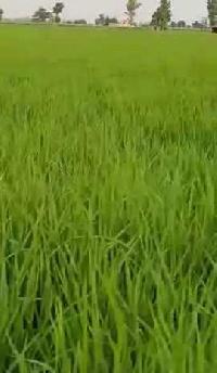  Agricultural Land for Sale in Malerkotla, Sangrur