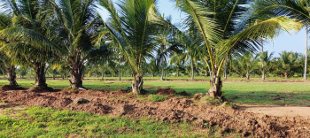  Agricultural Land for Sale in Annur, Coimbatore