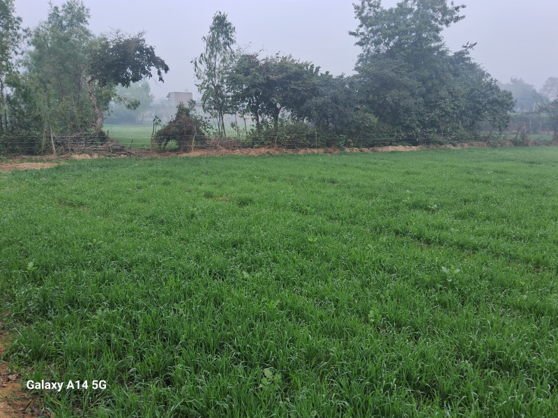  Agricultural Land 4 Bigha for Sale in Qaziyara, Sitapur