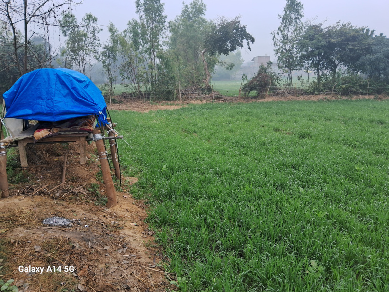  Agricultural Land 4 Bigha for Sale in Qaziyara, Sitapur