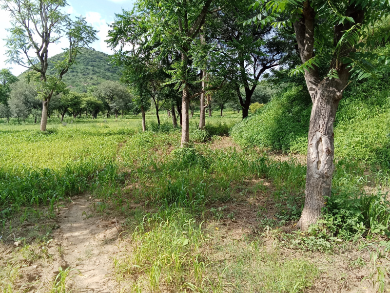  Agricultural Land 6 Bigha for Sale in Delhi Road, Jaipur