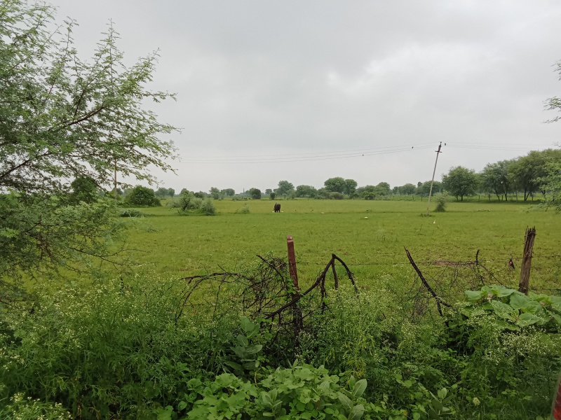  Agricultural Land 15 Bigha for Sale in Ajmer Road, Jaipur