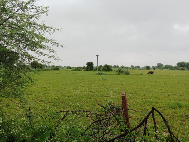  Agricultural Land 15 Bigha for Sale in Ajmer Road, Jaipur