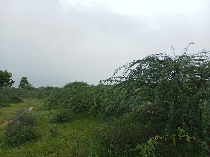  Agricultural Land 40 Bigha for Sale in Agra Road, Dausa