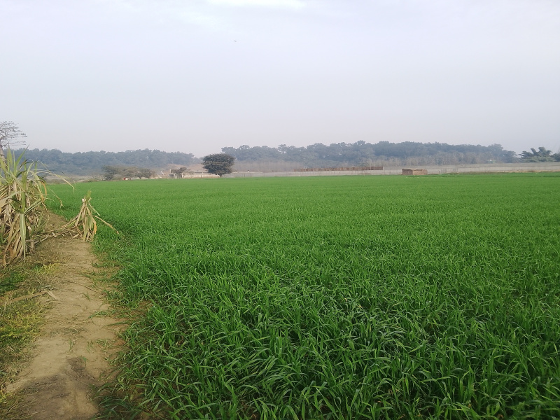  17010 Sq.ft. Agricultural/Farm Land for Rent in Balliwala, Dehradun