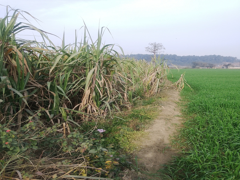  17010 Sq.ft. Agricultural/Farm Land for Rent in Balliwala, Dehradun