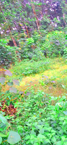  Residential Plot 48 Cent for Sale in Sooranad North, Kollam