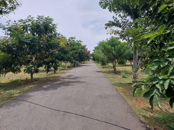  Agricultural Land for Sale in Puliampatti, Coimbatore