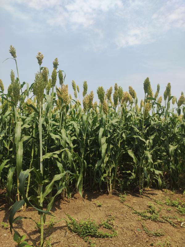  18 Acre Agricultural/Farm Land for Sale in Wardha Road, Nagpur