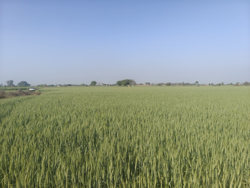  Agricultural Land 5 Acre for Sale in Kishorpur, Palwal