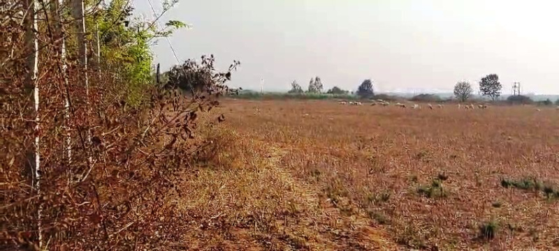  Agricultural Land 5 Acre for Sale in Vemagal, Kolar