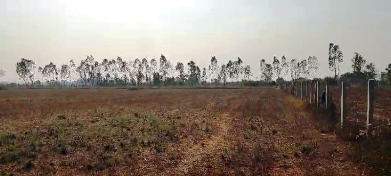  Agricultural Land 5 Acre for Sale in Vemagal, Kolar