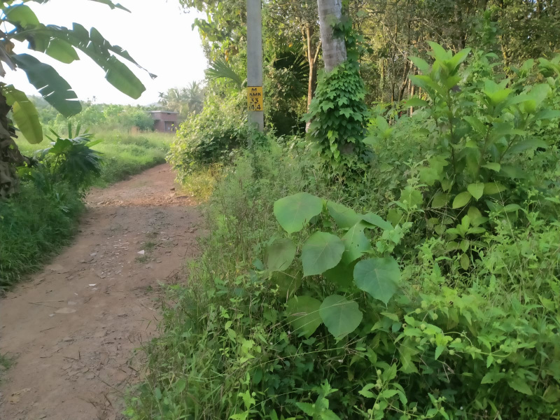  Residential Plot 7 Cent for Sale in Mukkam, Kozhikode