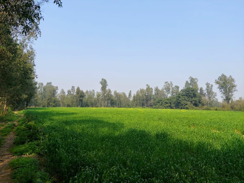  Agricultural Land 40 Bigha for Sale in Bhojipura, Bareilly