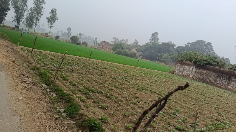  Agricultural Land 5 Bigha for Sale in Tanda, Ambedkar Nagar