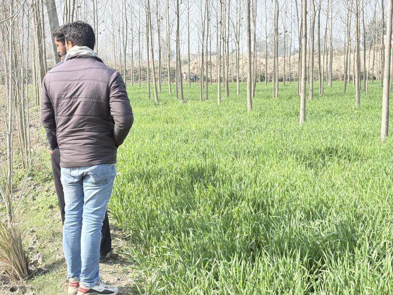  Agricultural Land 285 Bigha for Sale in Nakur, Saharanpur