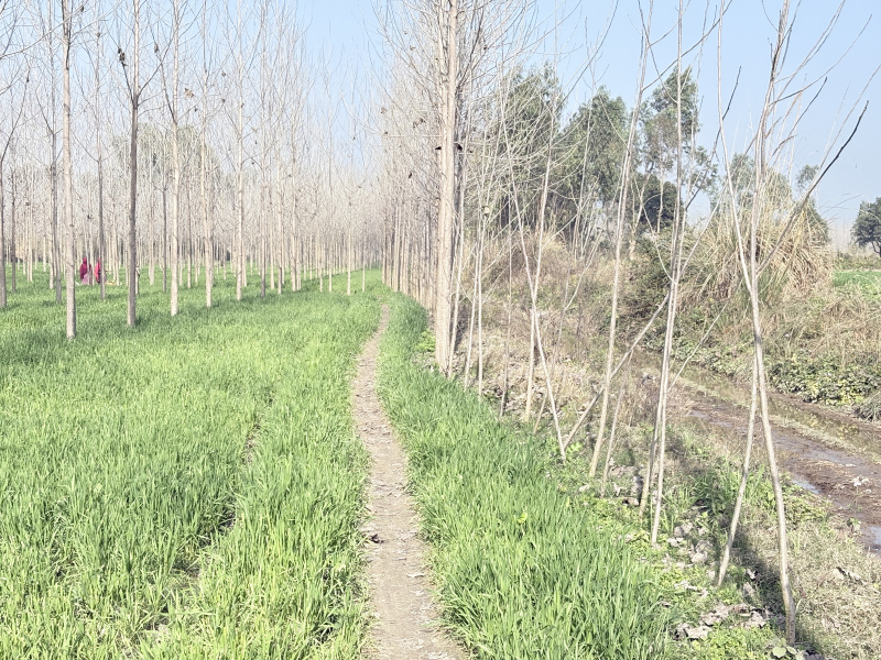  Agricultural Land 285 Bigha for Sale in Nakur, Saharanpur