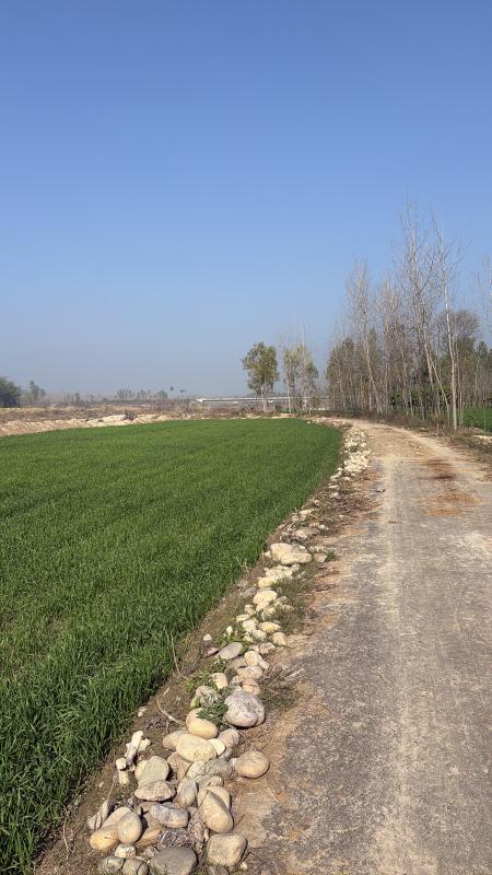  Agricultural Land 285 Bigha for Sale in Nakur, Saharanpur