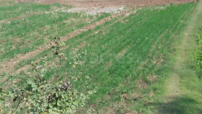  Agricultural Land 32 Bigha for Sale in Kapadvanj, Kheda