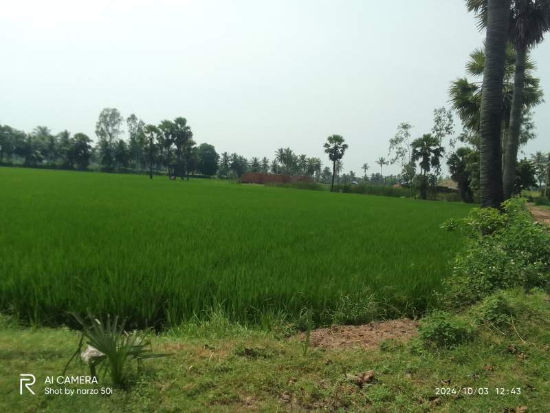  Agricultural Land 1 Acre for Sale in Madhavapatnam, Kakinada