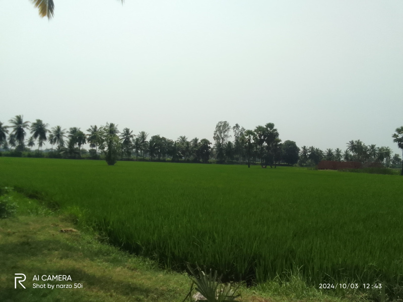  Agricultural Land 1 Acre for Sale in Madhavapatnam, Kakinada