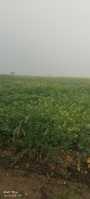  Agricultural Land for Sale in Gohad, Bhind