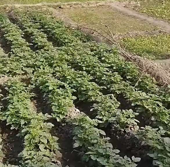  2100 Sq.ft. Residential Plot for Sale in Lolai, Lucknow