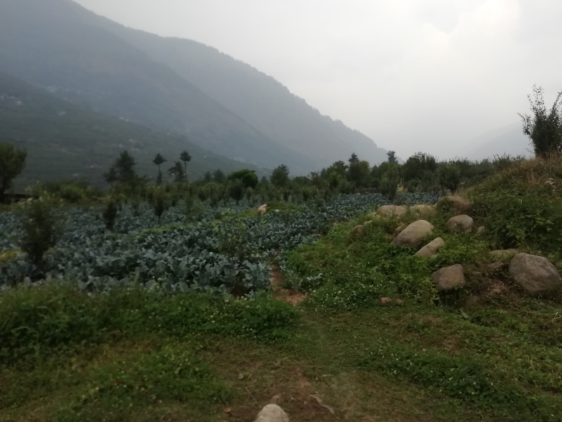  Agricultural Land 169604 Sq.ft. for Sale in Kulu Manali Road, Kullu