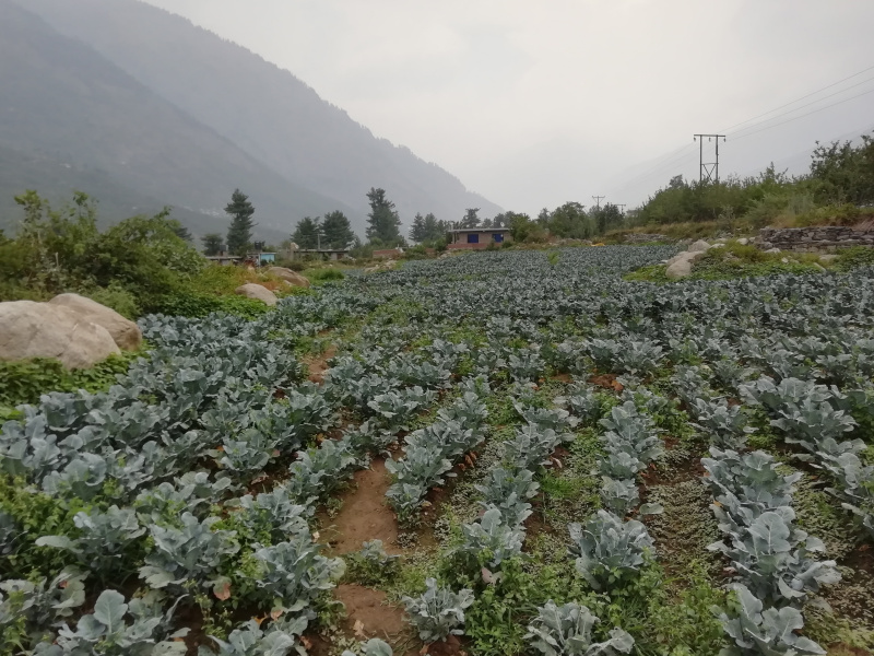  Agricultural Land 169604 Sq.ft. for Sale in Kulu Manali Road, Kullu