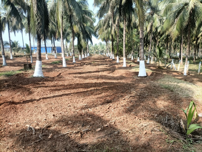  Agricultural Land 78 Acre for Sale in Pollachi, Coimbatore