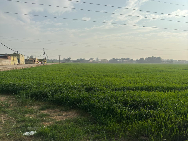  Agricultural Land 5 Acre for Sale in Shahzadpur, Ambala