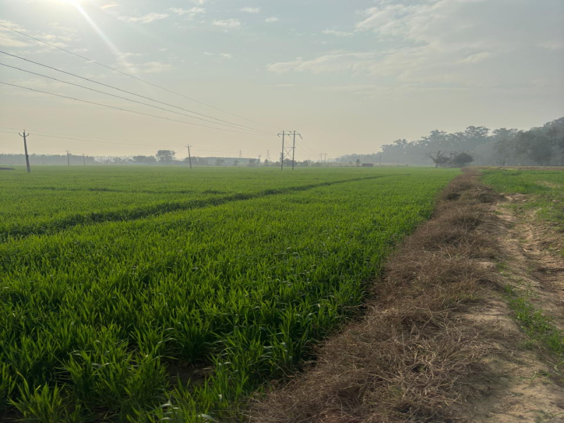  Agricultural Land 5 Acre for Sale in Shahzadpur, Ambala