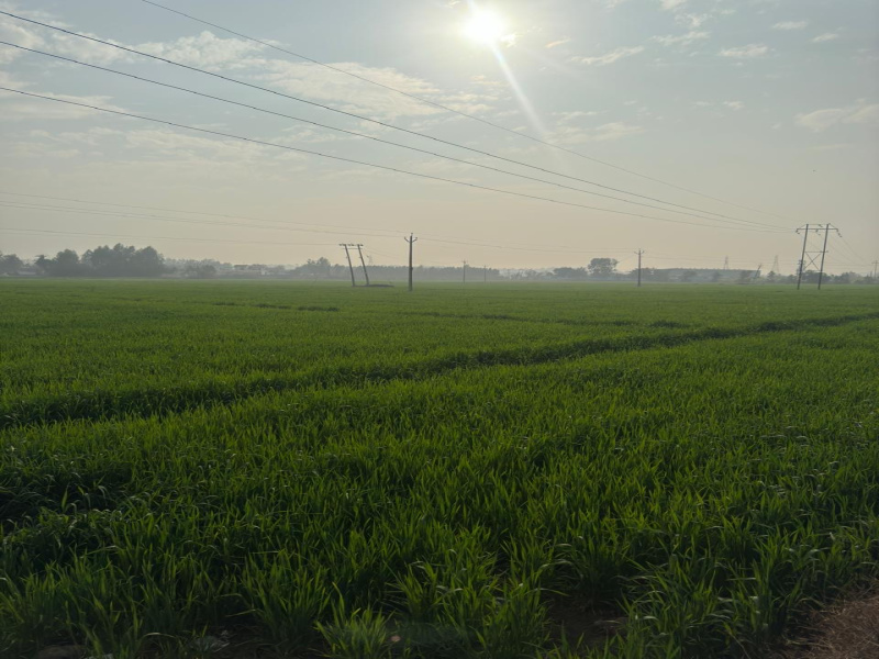  Agricultural Land 5 Acre for Sale in Shahzadpur, Ambala