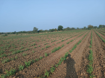  Agricultural Land for Sale in Waghodia, Vadodara