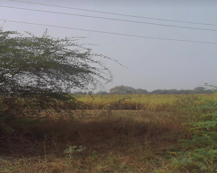  Agricultural Land 65 Bigha for Sale in Bodeli, Vadodara