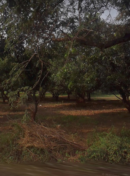  Agricultural Land 65 Bigha for Sale in Bodeli, Vadodara