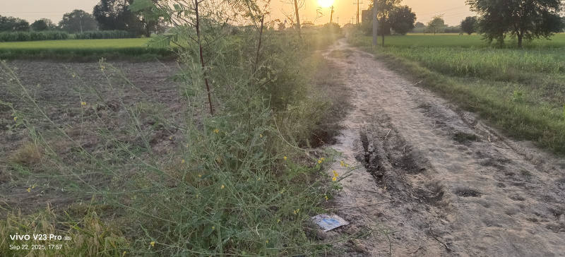  15 Bigha Agricultural/Farm Land for Sale in Gohana, Sonipat