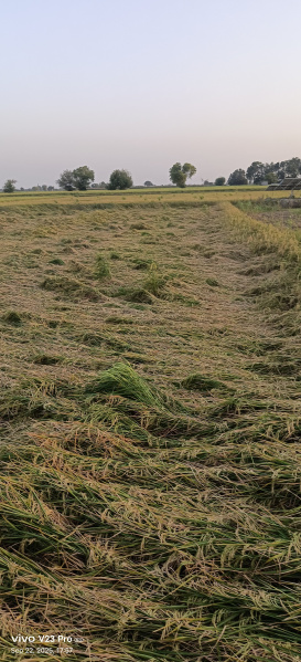  15 Bigha Agricultural/Farm Land for Sale in Gohana, Sonipat