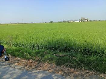  Agricultural Land for Sale in Hastinapur, Meerut