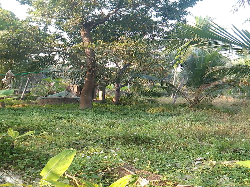  Residential Plot 42 Cent for Sale in Vadakara, Kozhikode