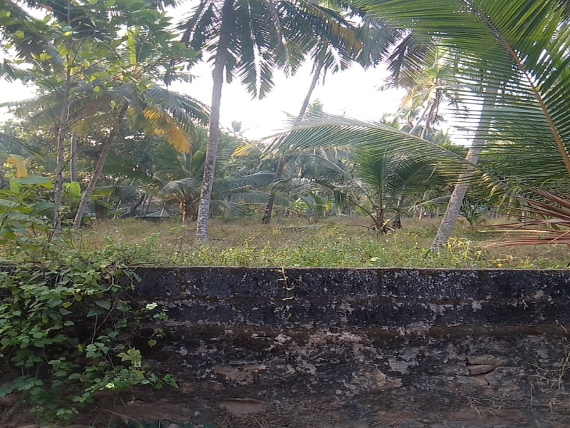  Residential Plot 42 Cent for Sale in Vadakara, Kozhikode