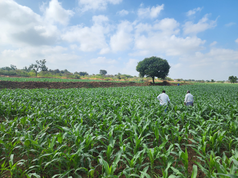  Agricultural Land 10 Acre for Sale in Kerur, Bagalkot