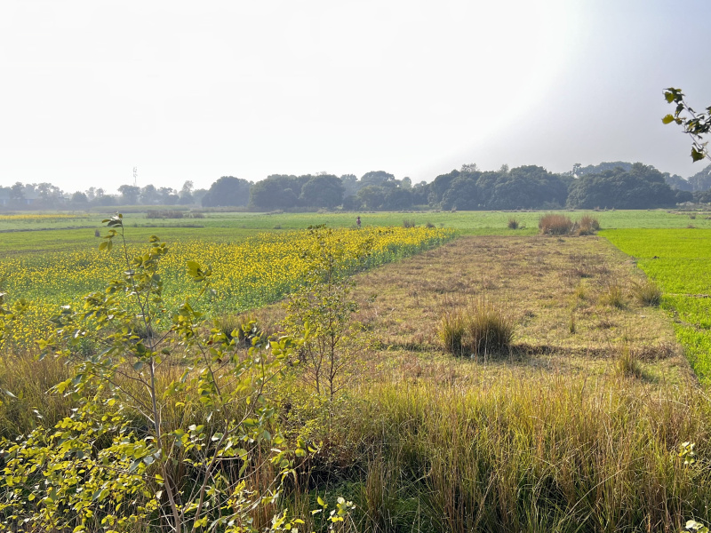  Agricultural Land 6 Katha for Sale in Bihta, Patna