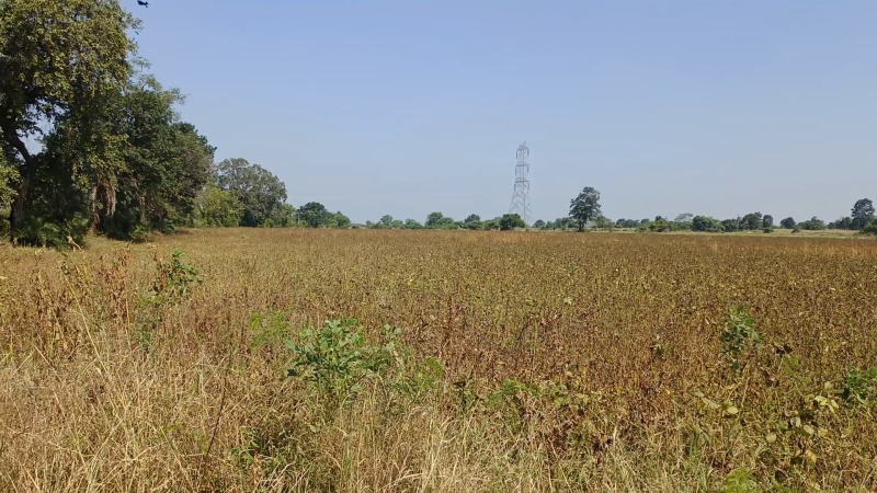  Agricultural Land 60 Acre for Sale in Shahpur, Betul