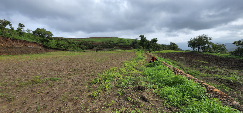  Agricultural Land 4 Acre for Sale in Wai, Satara