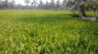  Agricultural Land for Sale in Amalapuram, East Godavari