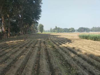  Agricultural Land for Sale in Masauli, Barabanki