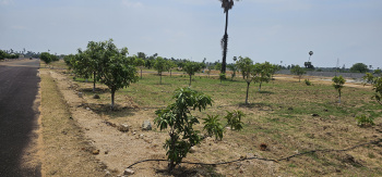  Agricultural Land for Sale in Rudraram, Hyderabad