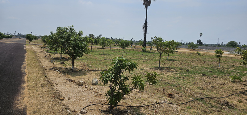  Agricultural Land 363 Sq. Yards for Sale in Rudraram, Hyderabad